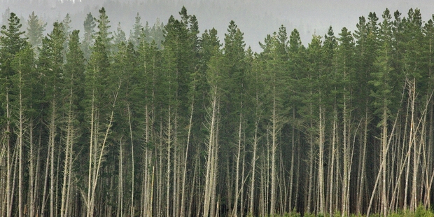 Forestry in the Central North Island has competitive advantages, an industry specialist says.