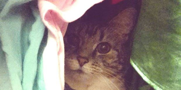 Roxy is not pleased at the news that cats will be micro-chipped. Photo / File