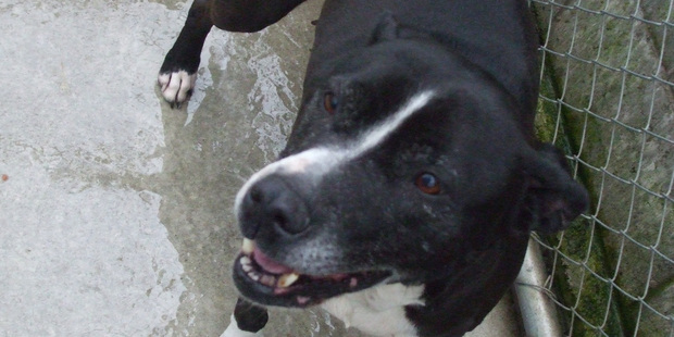 The dog's owner died last year and it is not known where the dog has been since. Photo / supplied