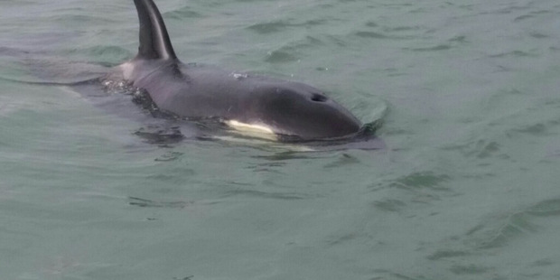 The orca calf which was separated from its pod in the Bay of Plenty. Photo/Supplied