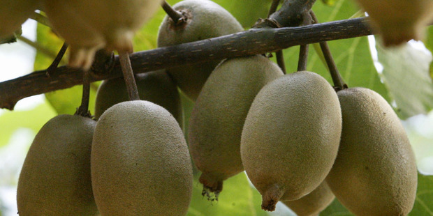 Chief executive Alastair Hulbert said the growth was achieved even though fruit production was hampered by unhelpful weather.