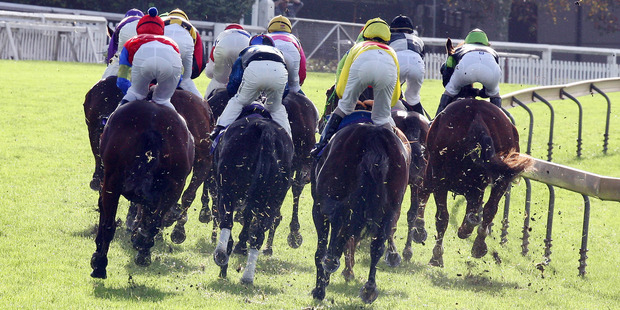 All horses start out with a rating of 50 points when they qualify and then move up and down depending on recent form. Photo / NZPA