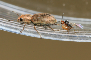 Last week MPI announced a two-year, region-wide ban on pea crops after populations of pea weevil were found on eight different Wairarapa properties. Photo / File