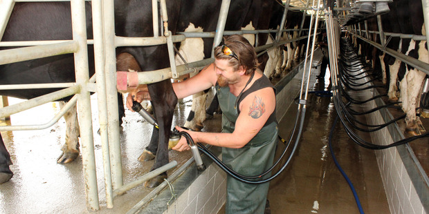 New Zealand's dairy farmers have been cutting costs rapidly - this means the milk price needed to break even this season has dropped dramatically. Photo / Dean Taylor