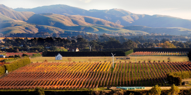 Martinborough vineyard.