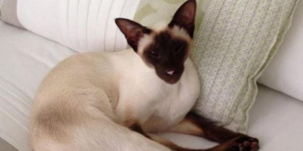 Coco the cat, shot in Wanaka this week, will probably lose a leg. Photo / Otago Daily Times