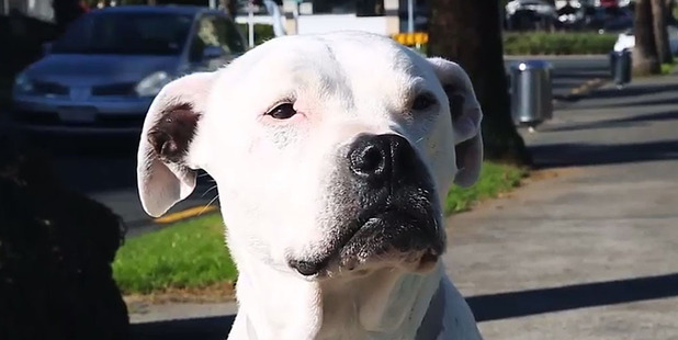 In the spoof video, dog advocate Busterfarious Sneed says a 2016/17 Auckland blue registration tag is a "must-have" in the park this season.