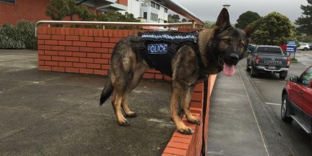 Ten police patrol dogs will get their new stab-resistant harnesses this week. Photo / via Police