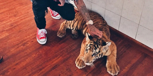 Since giving up his pet tiger, Tyga's done nothing to help take care of it. Photo / Instagram