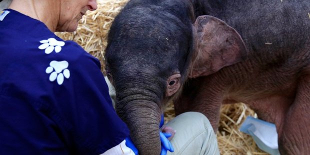 Willow was born on June 15 with a congenital flexion of her wrist joints, which prevented her from standing and feeding from her mother Num-Oi. Photo / Melbourne Zoo