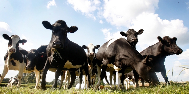 About 60 per cent of Landcorp's farms do not use PKE. Photo / Christine Cornege
