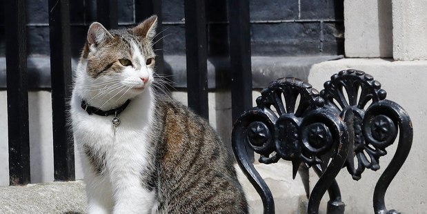 Larry the Downing Street cat in London. New data have been released by Facebook Research for International Cat Day. Photo / AP