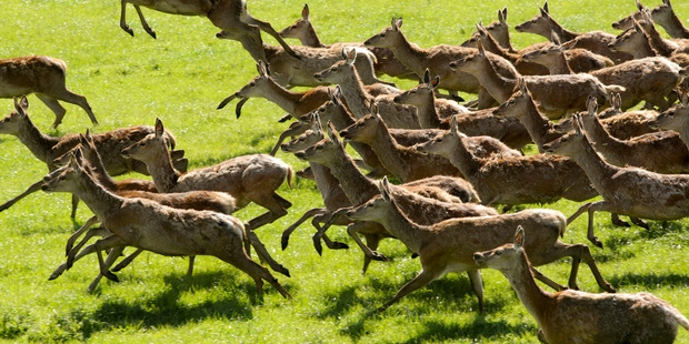 File photo of deer.