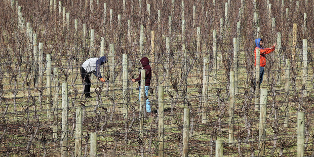 Pruners on a vineyard on Kirokipo Rd, SH50, Napier, in light wind, warm sun, cool winter's day. Photo / Hawke's Bay Today