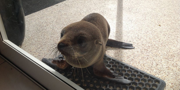 A seal waits at the door of Elsie Thomson 's house in Napier. Photo / Supplied