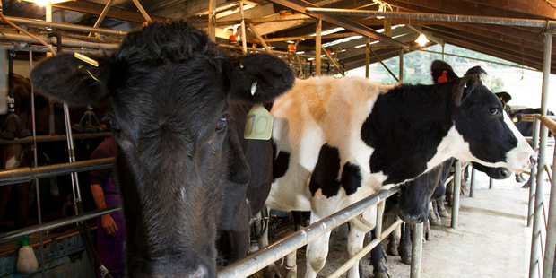 Investors in dairy futures are looking for a big jump in next week's dairy auction. Photo / David Kerr