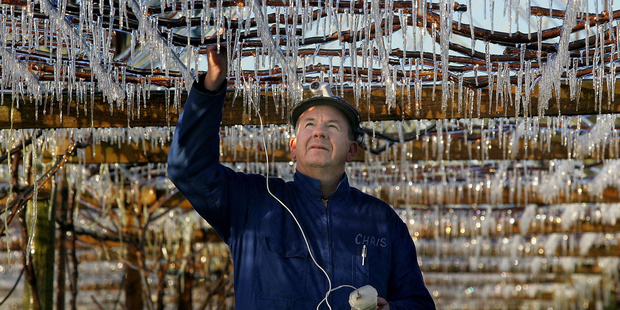 Pyes Pa Kiwifruit orchardist, Chris Dunstan checks the temperature of his vines in this file photo after a cold frost struck. Photo/file