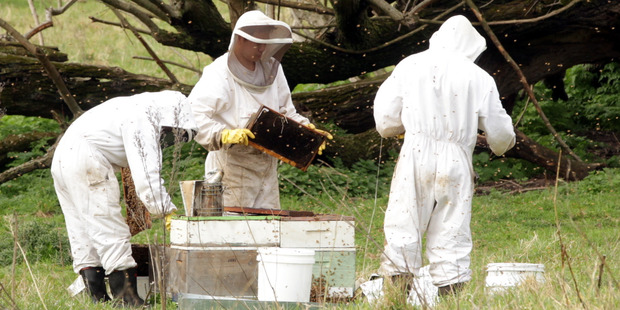 Work and Income told a pregnant woman to start work as a beekeeper two weeks before she was due to give birth.