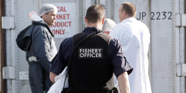 Ministry of Primary Industries fishery officers searching a vehicle. File/Photo.
