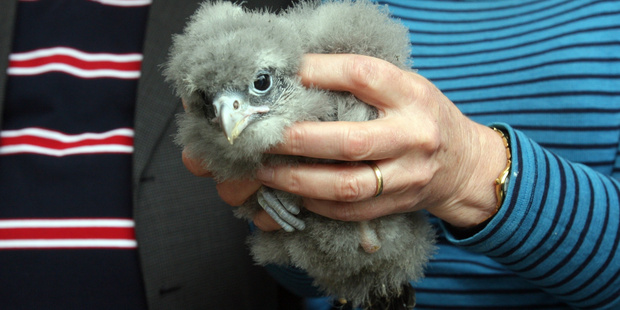 The karearea, found in most of New Zealand south of Waikato and on our $20 notes, is the only surviving endemic raptor species in the country. Photo / File