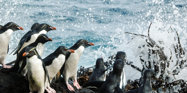 Rockhopper penguins on Campbell Island. Photo: Kyle Morrison