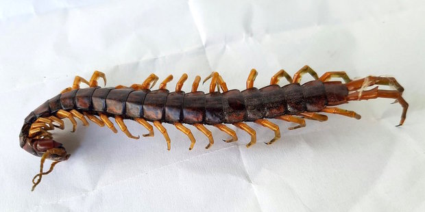 Cormocephalus Rubriceps, taken with the Samsung GS7. Photo / Juha Saarinen