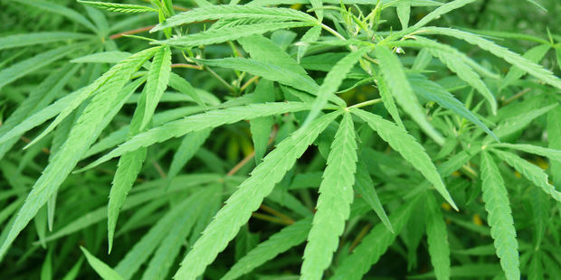 In Jamaica, farmers are offering illegal journeys to the island's hidden cannabis plantations, where tourists can sample strains such as 'purple kush' and 'pineapple skunk'. Photo / 123RF
