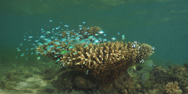 Great snorkelling is part of the South Pacific island's attraction, not to mention 176 islands to explore. Photo / 123RF