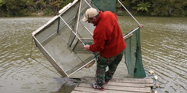 A whitebaiter checks his net on the Mokau River. Picture / Geoff Thomas