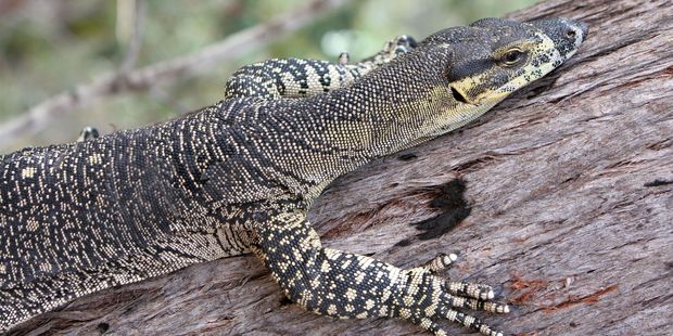 A goanna climbing a tree in bushland, Australia.