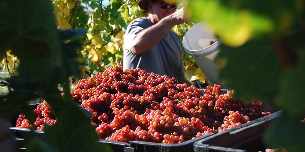 Misha's Vineyard in Central Otago.