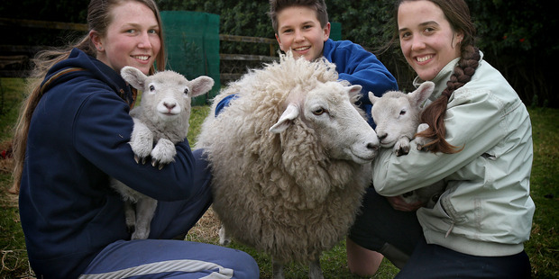 Lucky the sheep (formally known as Lucky the lamb) is now the family pet and she's just had twins of her own. Abby, 17, Morgan, 13, and Jessica, 18, with Jet, Lucky and Rocket. Photo/John Borren