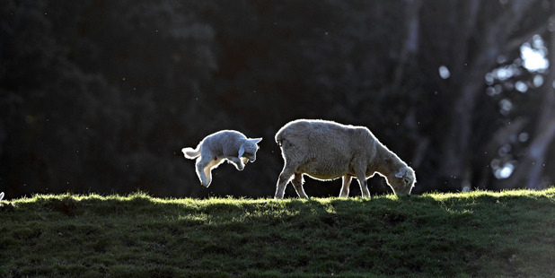A lamb at Cornwall Park today, two weeks before the official start of Spring. Photo / Michael Craig