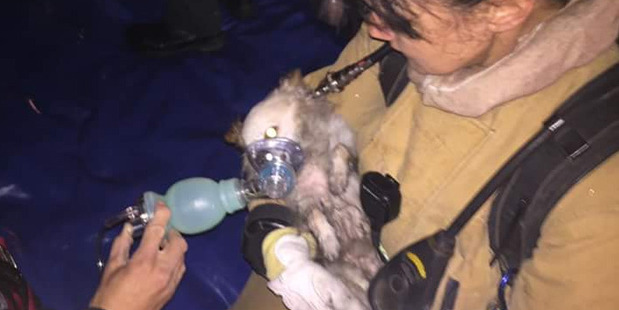 Fire fighters gave oxygen to Pup-pup before the vets worked hard to save his life. Unfortunately he died. Photo / Twitter