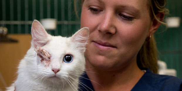 Manukau After Hours Veterinary Clinic vet nurse Kirsty Spemann treated Eileen the cat after she was shot in the eye with an arrow. The clinic paid for the $4000 treatment. Photo / Dean Purcell
