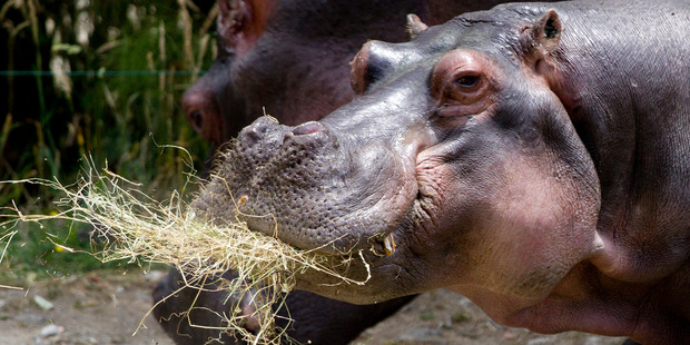 Auckland Zoo's hippopotamus Faith, was 41 years old when she died. Photo / Jason Oxenham