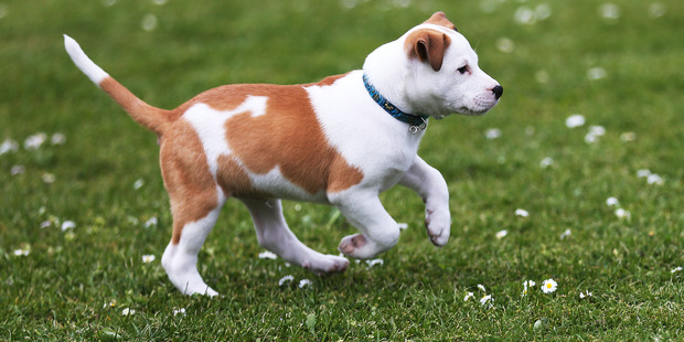 On average, domestic dogs live for between 10 and 13 years, although the world record is 29 years. Photo / Doug Sherring