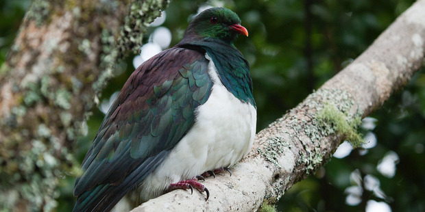 The kereru is a native New Zealand species protected under legislation. Photo / Supplied