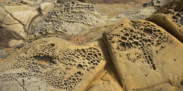 Tafoni formations in Pigeon Point sandstone at Bean Hollow State Beach in California. Photo / Getty Images