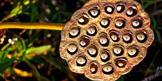 This looks like a simple photo, but it's making your brain work overtime. Photo / Getty Images