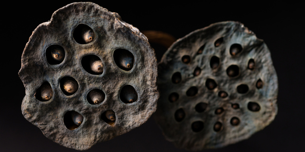 If your heart starts racing and you feel sick to the stomach when you look at this picture of a lotus seed head, you've probably got trypophobia. Photo / Getty Images