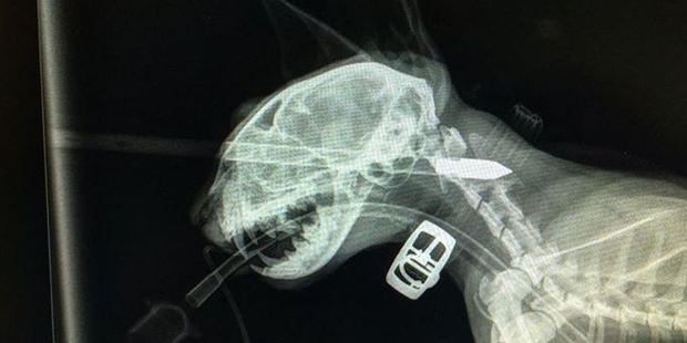 Manukau After Hours Veterinary Clinic treated this cat after it was shot in the eye with an arrow.
