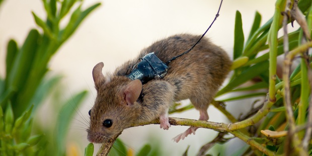 A mouse, fitted with a transmitter, that was tracked as part of a study on an island off the coast of Mexico. Photo / GECI