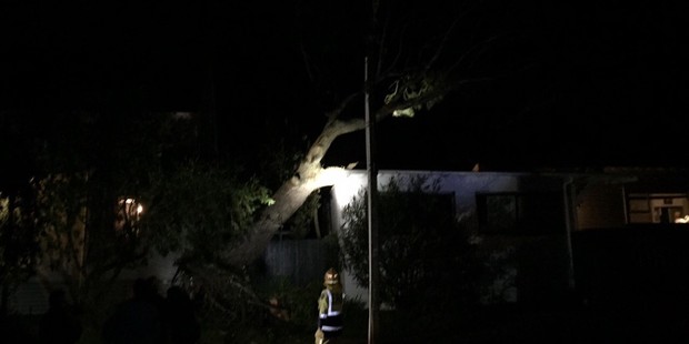A fallen gum tree on Hanlon Crescent, Narrow Neck. Photo / Mowgli Buckingham