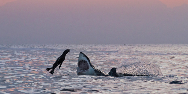 The seal tried to bite the shark on the nose but the shark seems to have made a successful kill. Photo / Caters News