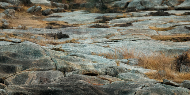 Somewhere in this incredible photo is a leopard - but many are struggling to spot it.
Photo / Caters News Agency