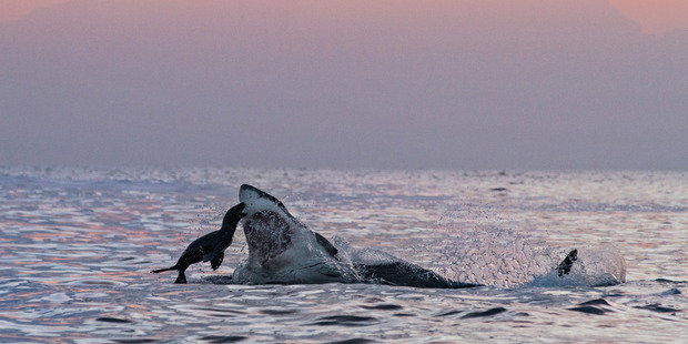 The seal jumped into the mouth of the shark. Photo / Caters News