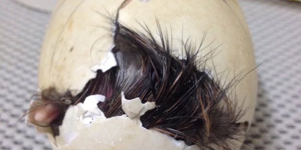 The kiwi chick hatches at Auckland Zoo. Photo / Supplied