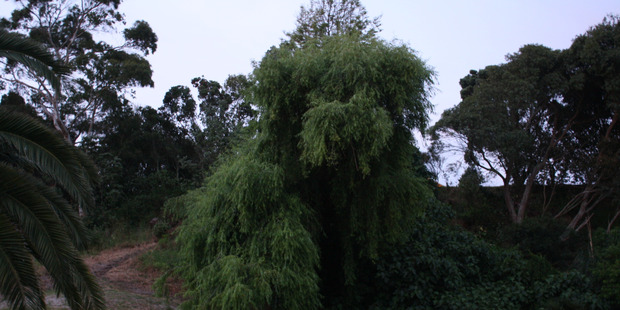 Donna Johnston has been following the trees that look like something else in Sideswipe and wanted to share this. "We call it our puppy dog tree. It always gets people talking about how cool it is."