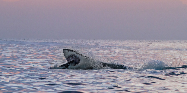 The shark probably took the seal down and ate it underwater. Photo / Caters News